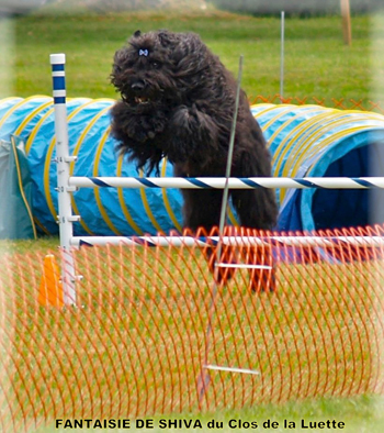 SHIVA du Clos de la Luette &copy; copyright depose